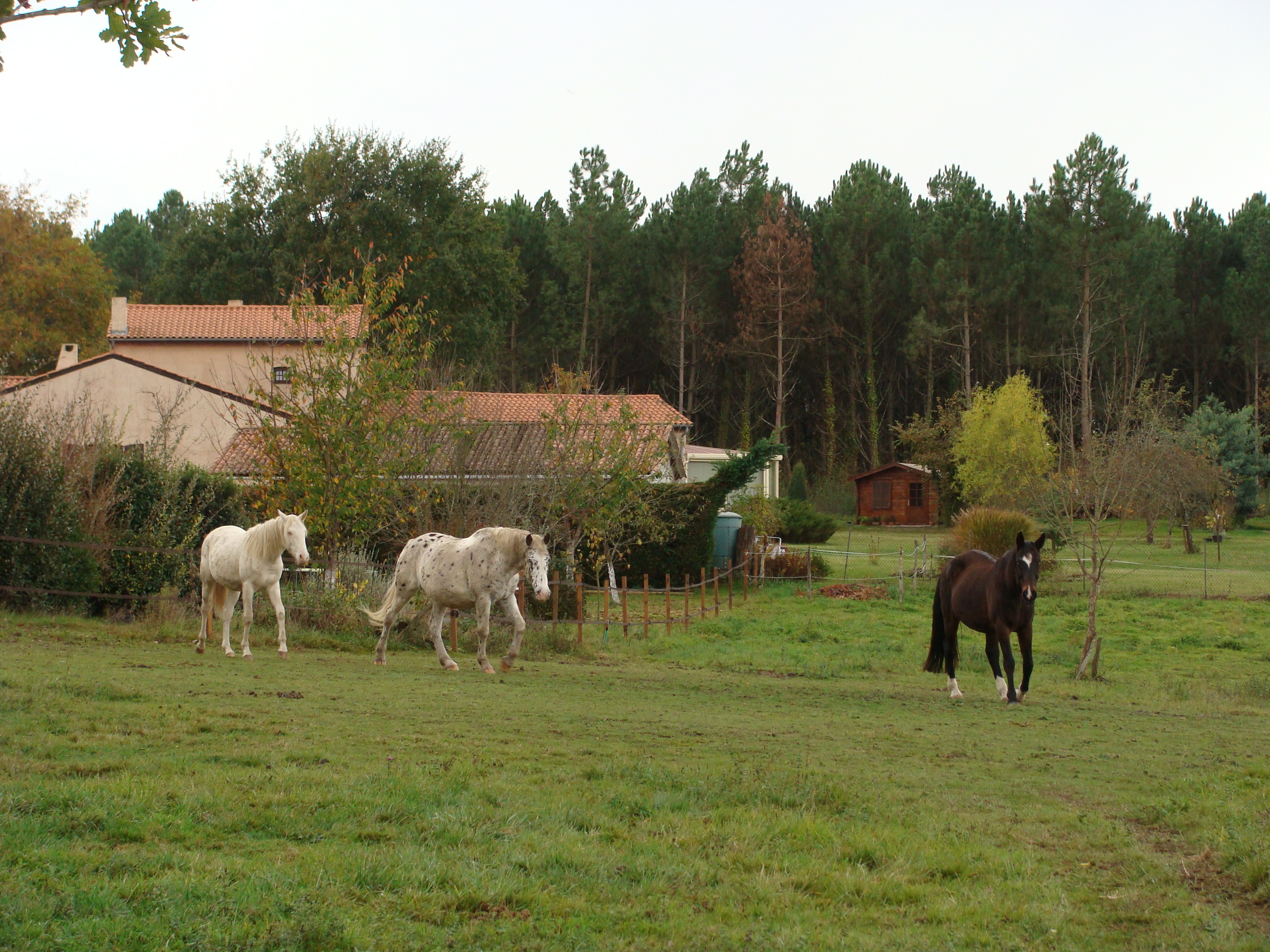 zone-r-equitation-camille-estrade_photo